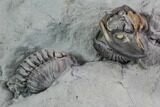 Flexicalymene Trilobites (Prone & Rolled) - Mt Orab, Ohio #106273-4